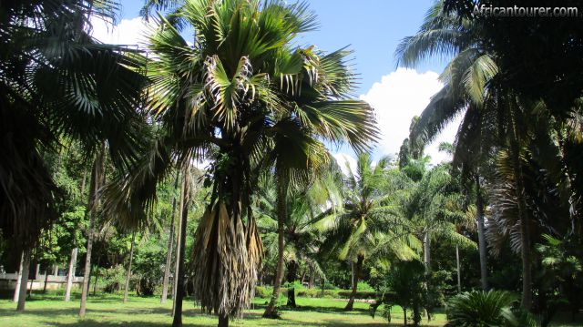  Dar es Salaam botanical garden, a section of it with 'coco de mer' tree (centre)