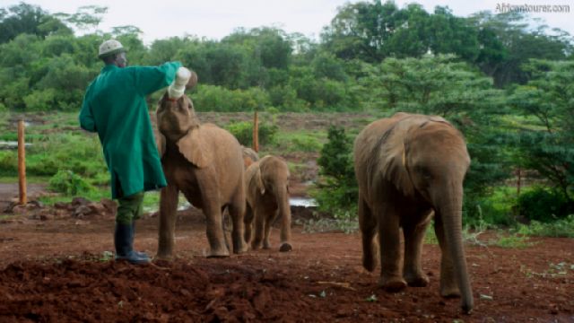  Sheldrick's Elephant and Rhino nursery, a caretaker feeds a baby elephant <sup>1</sup>