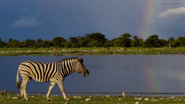  Klein Namutoni waterhole of Etosha National Park, a Burchell's zebra walking near it <sup>1</sup>