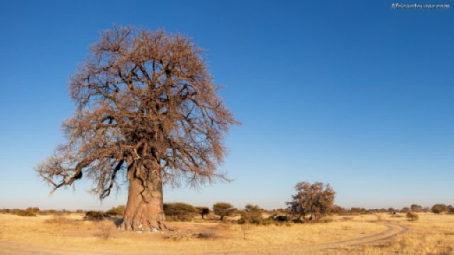 Makgadikgadi pans national park,  a baobab tree amidst its Savannah <sup>1</sup>