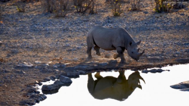  Moringa waterhole of Etosha national park, a black rhinoceros come to drink from it<sup>1</sup>